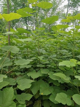 沈先生立即詢盤查看聯繫方式詳情介紹聯繫方式產品名稱梓樹面向地區